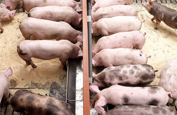 Eficiencia alimenticia total: 20 kilos menos de alimento por cerdo finalizador comercializado
