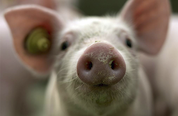 Eficiencia alimenticia total explicada en la revista en línea de progreso genético porcino – otoño 2019