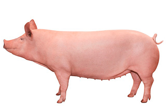 Los genes detrás de la hembra para la producción moderna de cerdos