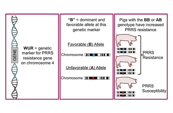 Selección en porcino para mejorar la resistencia natural a enfermedades