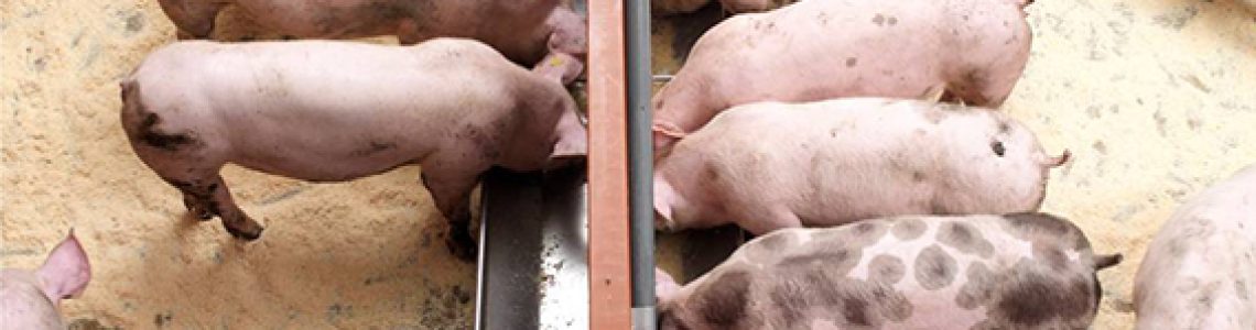 Menos-kilos-de-alimento-por-cerdo-finalizado-Eficiencia-alimenticia-total-en-Produccion-Porcina-Topigs-Norsvin-Argentina-TNA_web