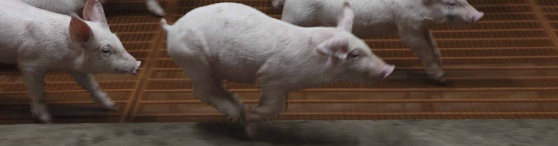 Weaned-piglets-running-in-nursery-NV-00719